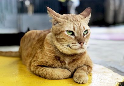 Taro, the ginger cat laying on a yellow mat