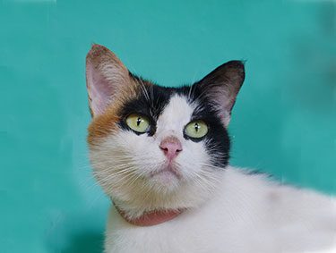 adopt a cat